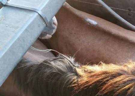 Decon apreende na fronteira cavalos que iriam virar mortadela